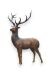 Gedenkfigur aus Bronze Hirsch - nur begrenzt verfügbar