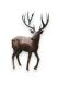 Gedenkfigur Hirsch aus Bronze - nur begrenzt verfügbar