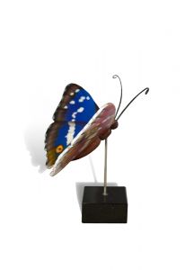 Schmetterling Klein-Urne