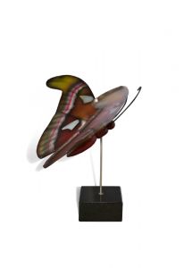 Schmetterling Klein-Urne